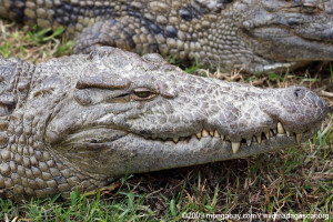 Largest Extinct Crocodile Species