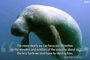 Quotes About Animals in Captivity That Could Change The Way You ...