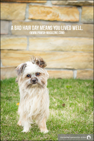 AS DOGS WOULD SAY: DOG QUOTES