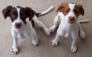 ... pet-wallpapers.com/Free-pet-wallpapers/Dog/Brittany-spaniel-puppy.html
