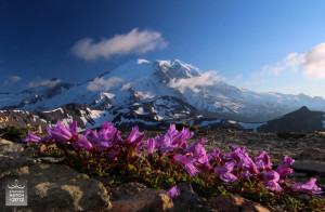At Mount Rainier, unfulfilled longing and intimate union turn out to ...