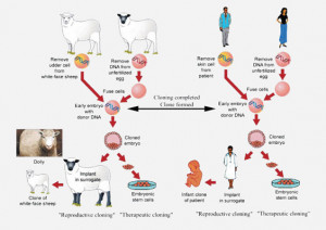 Does human asexual reproduction create a human being?