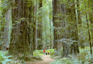 Inside a Grove of Giant Redwood Trees on the Avenue of the Giants ...
