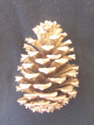 Frosted Painted Pine Cones
