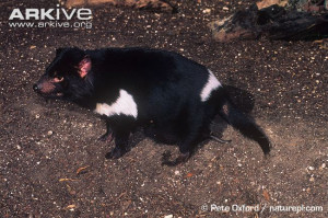 Tasmanian devil (Sarcophilus harrisii)