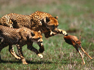 pictures of cheetahs hunting baby deer