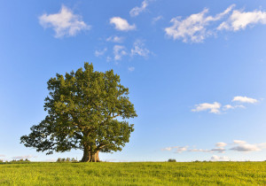 În București vor fi plantați peste 630 de copaci. Foto: Abrget47j ...