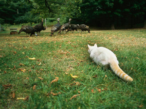 domestic cat stalks turkeys in Maine.