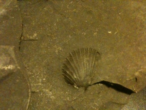 ... some of my recent finds at robin hood s bay there are mainly bivalves