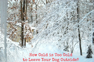 How-Cold-is-Too-Cold-to-Leave-Your-Dog-Outside.jpg