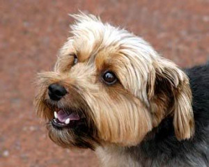 Yorkshire-terrier