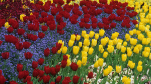 Download Tulips and pansies 1920x1080 Wallpaper