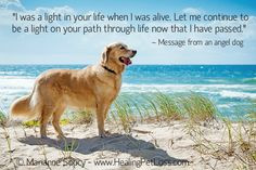 ... when i was not there when my dog died # petloss # animalcommunication