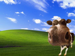 Wallpaper Cow Motorcycle Funny Animal Free Computer Wallpapers - cute