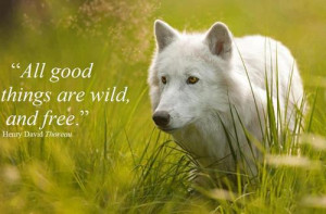 nature-quotes-sayings-white-wolf.jpg