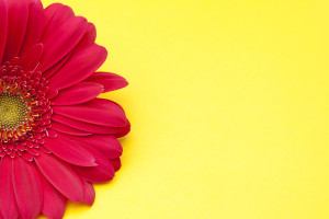 Pink Gerbera Daisy On Yellow Background Photograph Pink Gerbera