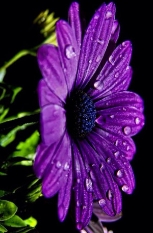 Purple daisy via www.Facebook.com/ExcitingBeauty