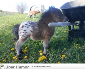 Oh. My. God. It’s a baby, Appaloosa, mini horse