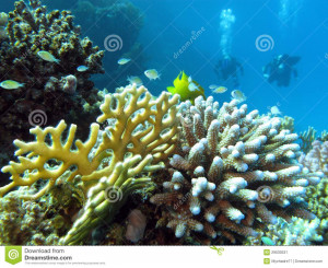 Coral reef and divers at the bottom of red sea in egypt - underwater ...