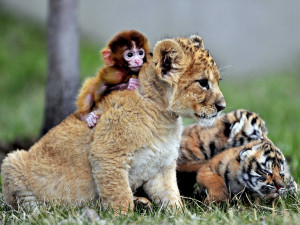 19 Unlikely Animals Who Are Best Friends