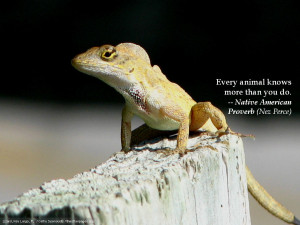 native american animals