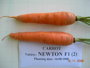 Funny Carrot Pictures...