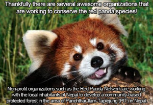 ... OC that’s important to me, my passion for red pandas!!!! - Imgur