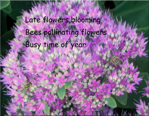 Quotes About Bees And Flowers http://www.qualityoflifewithms.com/bees ...