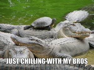 ... - funny picture #8289 - tags: alligator snapping turtle chilling