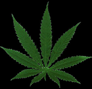 Should Marijuana be legalized: Pro-legalization