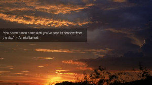 You haven't seen a tree until you've seen its shadow from the sky ...