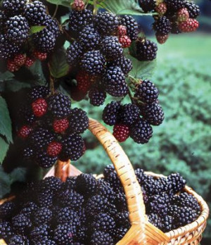 Boysenberries 'Black Hawk': Fruit, Summer Day, Autumn, Farms, Food ...