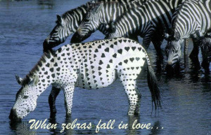 ... animal picture and faked mammal humor pic about when zebras fall in