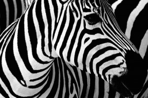 animals, black, color, contrast, photo, stripes, white, zebra, zebras