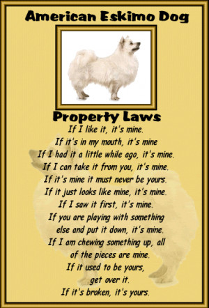 American Eskimo Dog Pictures, Images and Photos