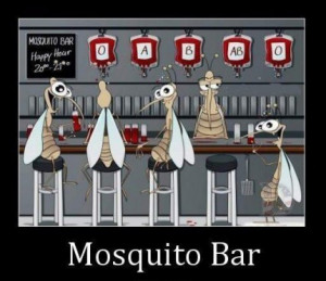 Mosquito Bar..