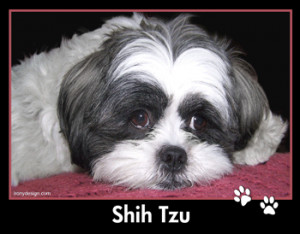 shih tzu dog wall calendar this attractive shih tzu breed calendar ...