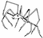 ANANSI : The Spider Trickster God. Very popular with the natives. In ...