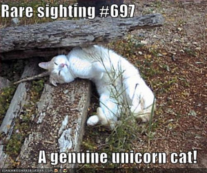 funny-pictures-you-have-found-the-rare-unicorn-cat