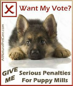 ... dogs little puppies pets ears shepard puppies german shepherd puppies