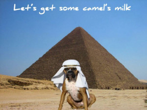 Let’s-get-some-camel’s-milk-600x449.jpg