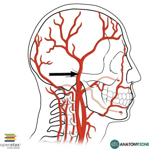 Superficial Temporal Artery