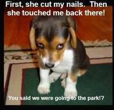 More groomer humor - Pretty Paws LLC dog grooming, Radcliff Ky