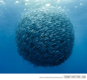 Funny photos funny perfect ball sphere fish sea