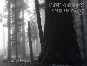 Typographic Print Forest Photography with by SaltyLyonPhotography, $20 ...