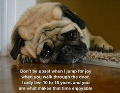 favorite quotes more sad pugs puppies dogs diaries pug dog hilarious ...