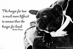 Displaying (19) Gallery Images For Animal Rescue Quotes And Sayings...
