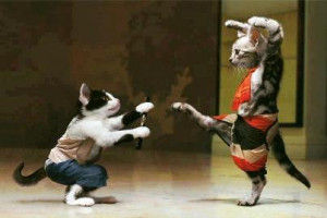 Karate Cats Share Amazing Pictures