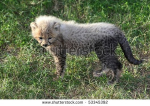 Baby White Cheetah Small baby cheetah with