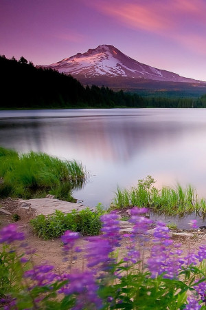Mountain Lake And Flowers iPhone wallpaper